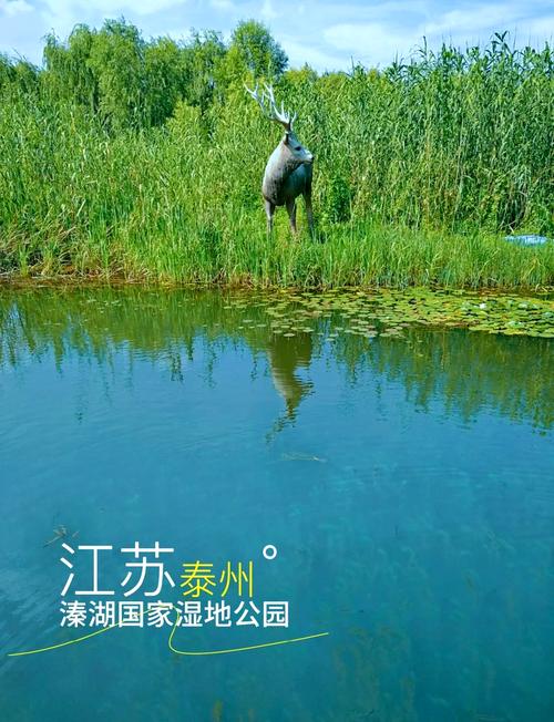 江蘇溱湖釣魚_溱湖國家濕地公園可以釣魚嗎_溱湖濕地公園不知道這里是否可以釣魚？釣魚之家