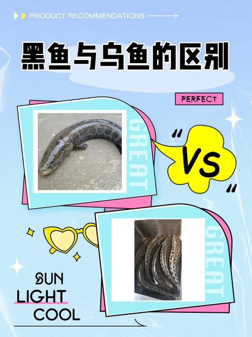 黑魚啥樣子_黑魚是什么品種_黑魚是什么樣子的