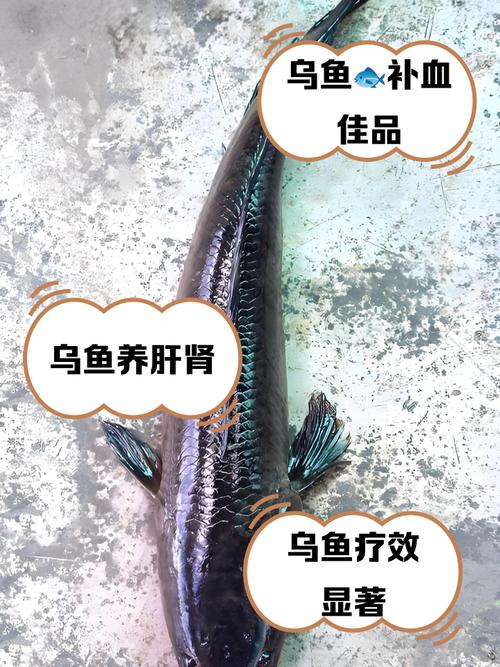 烏魚營養價值_黑魚養殖技術_烏魚生活習性