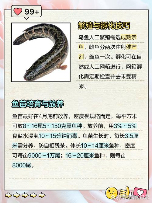 烏魚營養價值_黑魚養殖技術_烏魚生活習性
