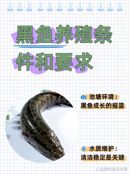 黑魚魚苗投放與管理_黑魚池塘養殖技術_黑魚養殖技術及病害防治