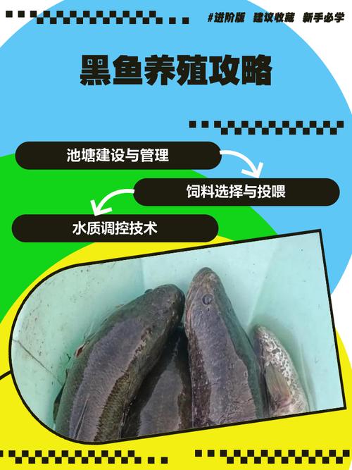 黑魚魚苗投放與管理_黑魚池塘養殖技術_黑魚養殖技術及病害防治