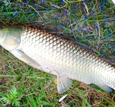 釣秋天餌料草魚用幾號鉤_秋天釣草魚用什么餌料_釣秋天餌料草魚用多大的鉤