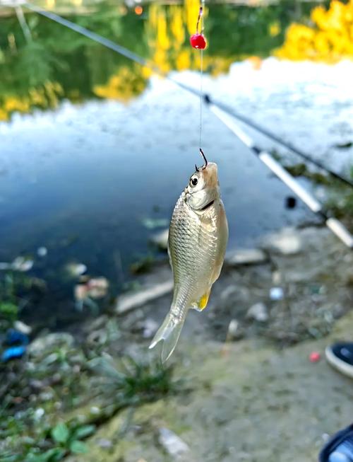 bj釣魚網_北京釣魚網論壇_釣魚論壇北京網官網