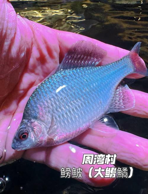 福州周邊野釣_福州市區哪里可以野釣_福州周邊野釣地點