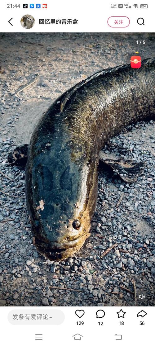 黑魚的品種有哪幾種_黑魚種類及圖片大全_常見的黑魚