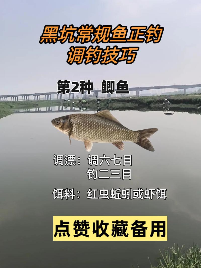 秋季黑坑夜釣草魚技巧_秋天晚上釣草魚用什么餌_黑坑夜釣草魚餌料選擇