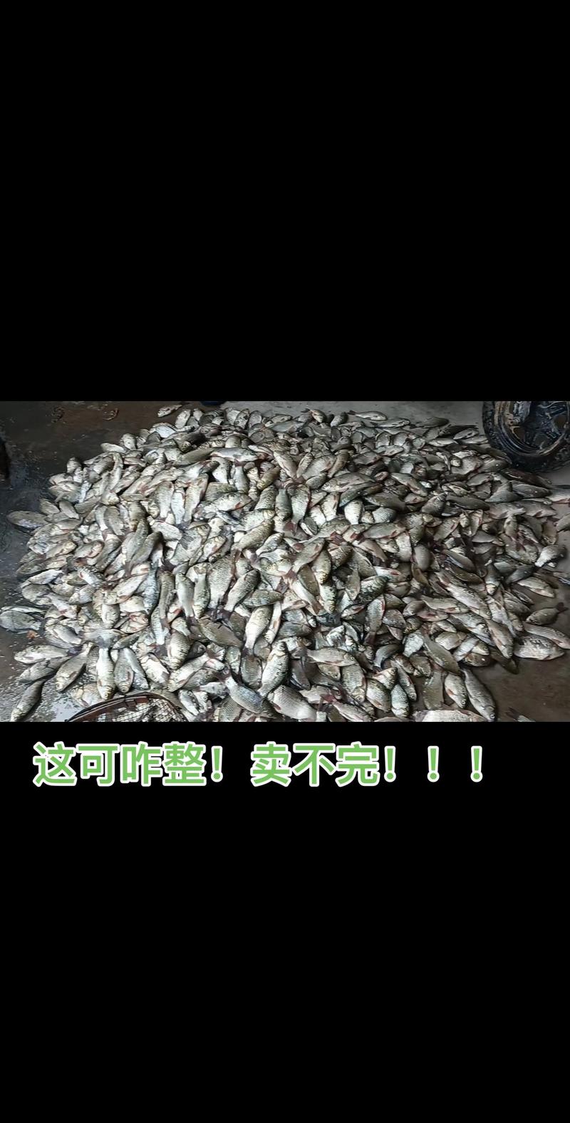 重慶釣魚天氣和氣壓_重慶天氣釣魚指數天氣預報_重慶釣魚天氣_重慶氣壓預報_重慶天氣預報