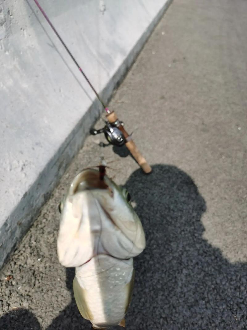 路亞釣草魚用什么餌比較好_釣草魚用什么路亞竿_草魚用什么路亞