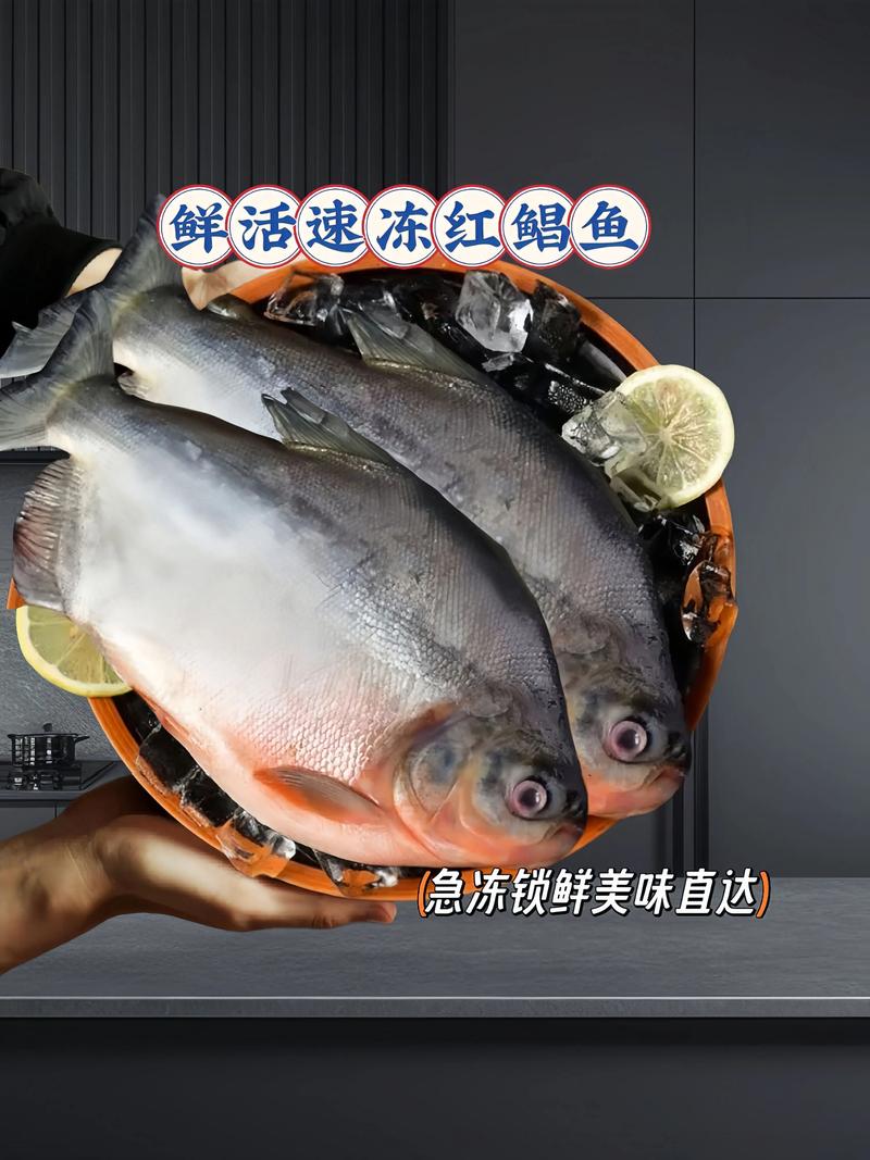 紅鯧魚營養價值及功效_紅鯧魚為什么叫垃圾魚_紅鯧魚為什么叫垃圾魚