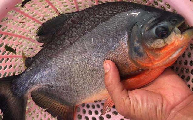 紅鯧魚為什么叫垃圾魚_紅鯧魚為什么叫垃圾魚_紅鯧魚營養價值及功效