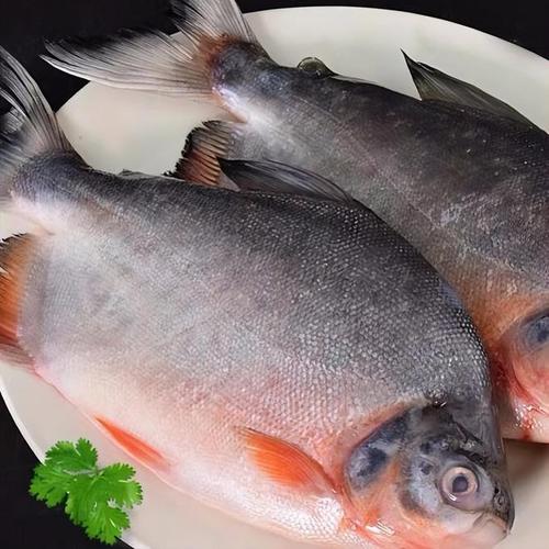紅鯧魚為什么叫垃圾魚_紅鯧魚為什么叫垃圾魚_紅鯧魚營養價值及功效
