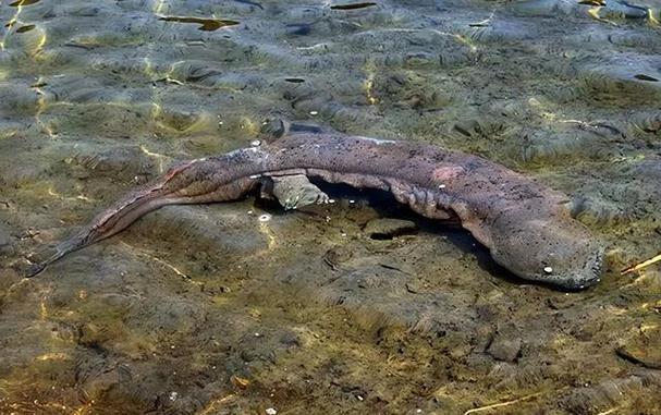 凈水廠現四腳魚_凈水廠現四腳魚_凈水廠現四腳魚