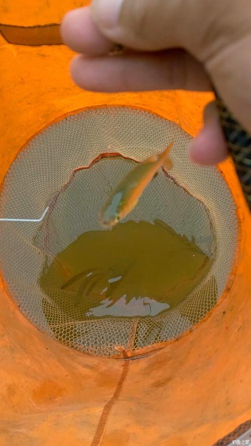 釣魚火線的使用方法_輕傷不下火線釣魚之家_釣魚火線
