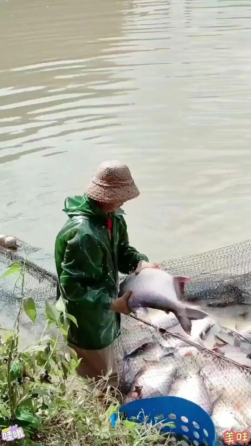 豬肝釣鯧魚_紅鯧魚怎么釣_離底釣法鯧魚