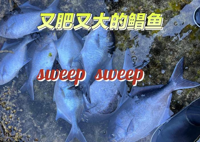 離底釣法鯧魚_紅鯧魚怎么釣_豬肝釣鯧魚