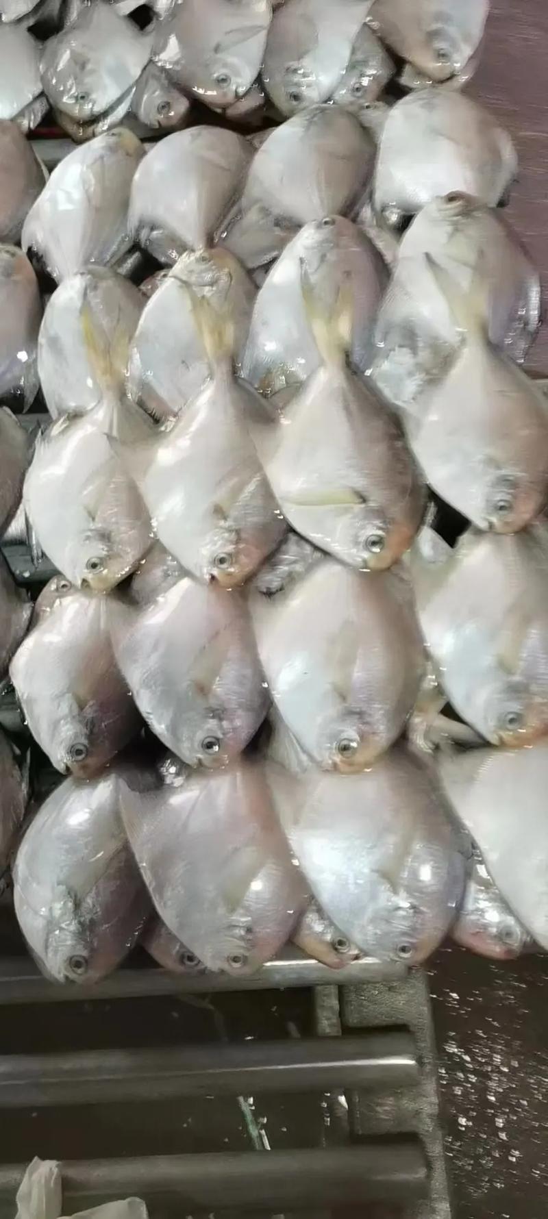 離底釣法鯧魚_豬肝釣鯧魚_紅鯧魚怎么釣