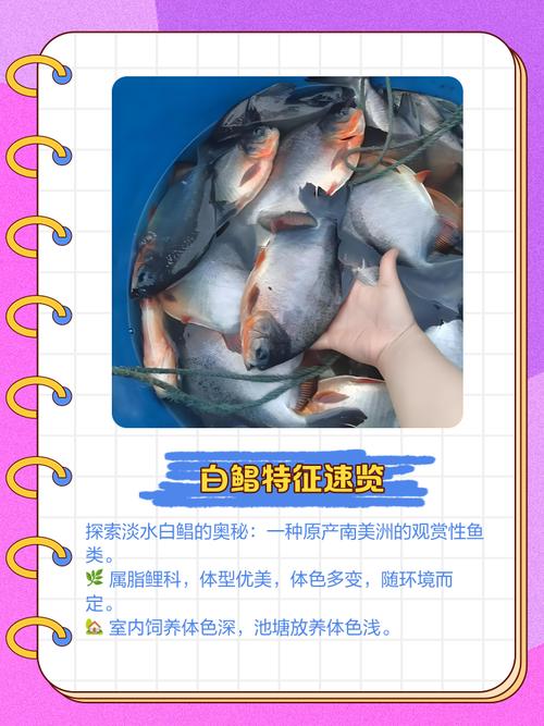 紅鯧魚怎么釣_淡水白鯧防切線技巧_淡水白鯧釣法