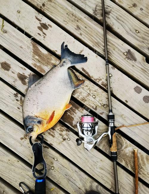 淡水白鯧釣法_紅鯧魚怎么釣_淡水白鯧防切線技巧