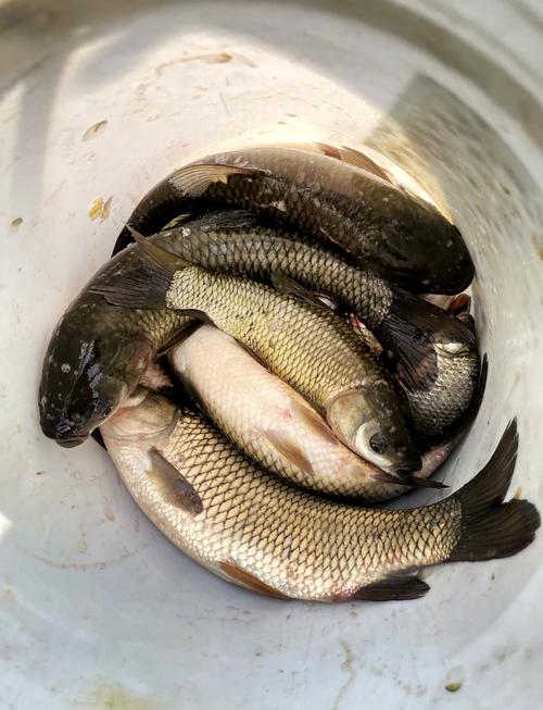 秋季水庫野釣草魚餌料_秋天釣草魚用什么餌料最好呢_自制草魚窩料配方