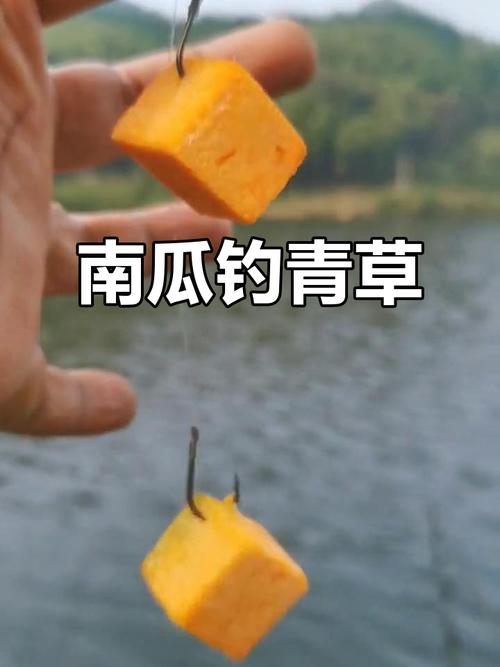 南瓜藤釣草魚效果怎么樣_黑坑釣草魚用什么餌最好 五月份_釣草魚用什么餌料效果好