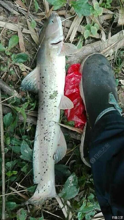 芝麻劍魚叉尾鮰_鑒于很多釣友分不清芝麻劍叉尾骨魚發帖科普一下_芝麻劍魚叉尾的區別