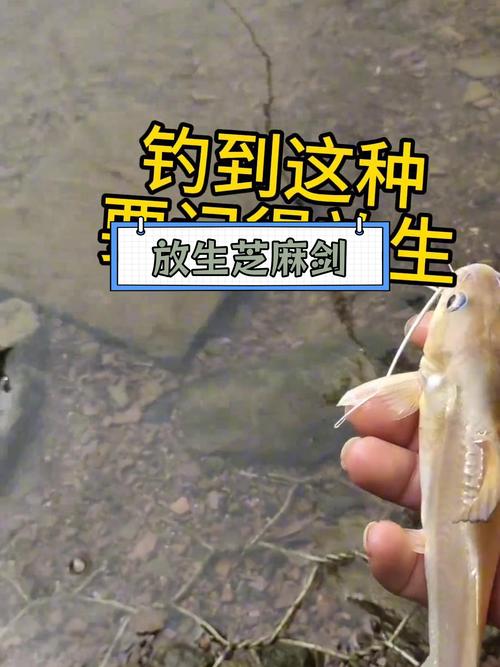 芝麻劍魚叉尾鮰_鑒于很多釣友分不清芝麻劍叉尾骨魚發帖科普一下_芝麻劍魚叉尾的區別