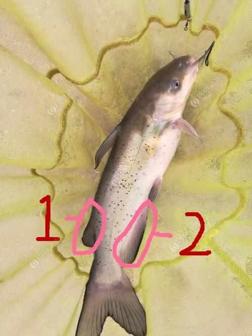 鑒于很多釣友分不清芝麻劍叉尾骨魚發帖科普一下_芝麻劍魚叉尾鮰_芝麻劍魚叉尾的區別