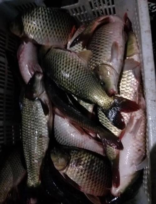 黑坑釣草魚用什么餌料成功率高的原因_釣草魚餌料選擇_夏季黑坑釣草魚技巧