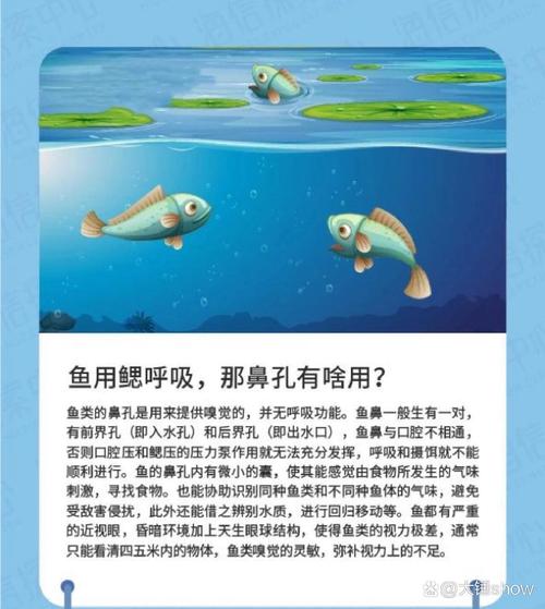 魚嘴巴一張一合在干嘛_魚兒嘴巴合在一起_魚嘴巴一張一合是在