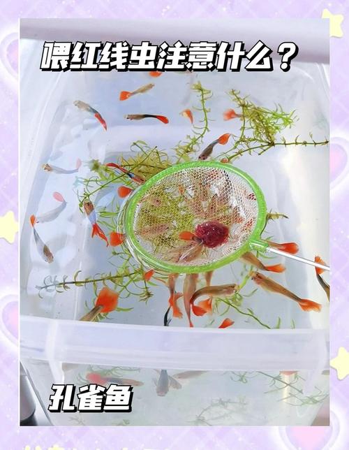紅線蟲養殖方法_紅蟲怎么養出來的_紅線蟲怎么養