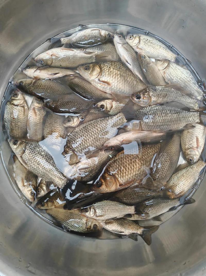 新版競技釣鯽法全集_《程寧釣魚視頻》競技釣鯽魚教學視頻第17集_競技釣鯽魚比賽視頻