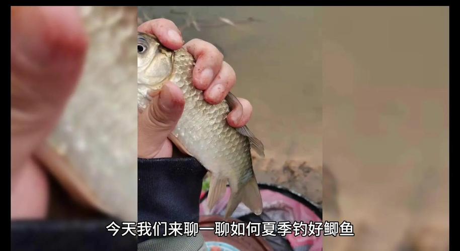 新版競技釣鯽法全集_競技釣鯽法_《程寧釣魚視頻》競技釣鯽魚教學視頻第23集