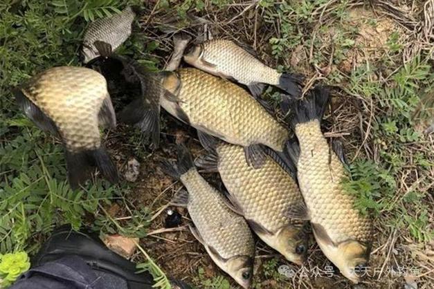 競技釣鯽法_《程寧釣魚視頻》競技釣鯽魚教學視頻第23集_新版競技釣鯽法全集