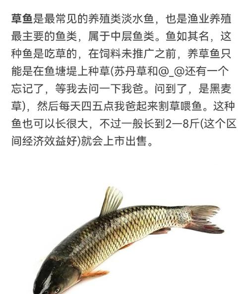 草魚餌料選擇與窩料配方_釣草魚避鰱鳙技巧_黑坑釣草魚用什么餌料釣底還是釣浮