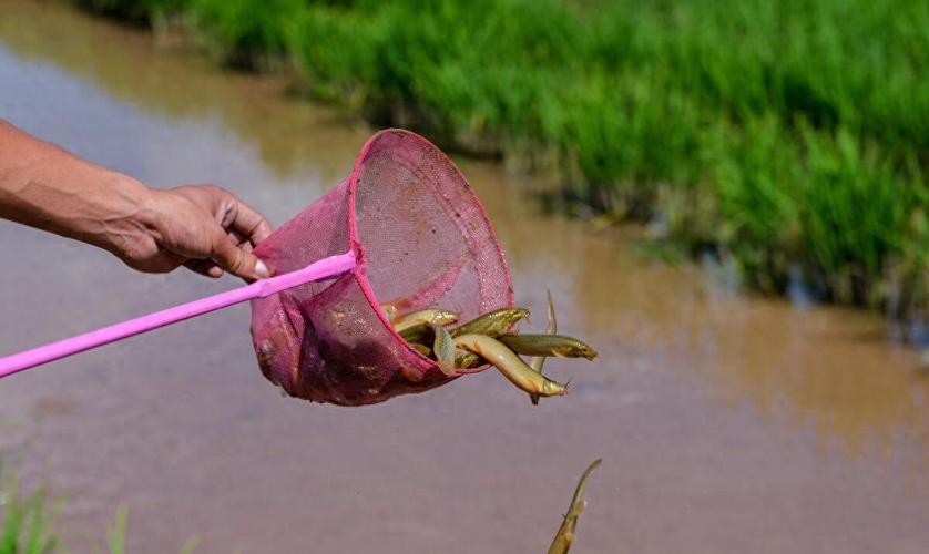 泥鰍打窩釣魚違法嗎_泥鰍釣魚視頻教程_泥鰍打窩釣魚技巧