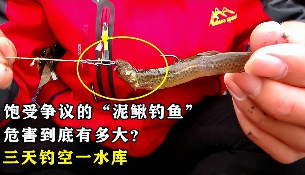泥鰍釣魚視頻教程_泥鰍打窩釣魚違法嗎_泥鰍打窩釣魚技巧