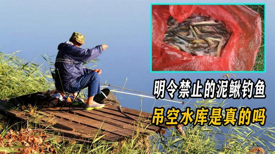 泥鰍釣魚視頻教程_釣魚泥鰍釣法違法 翹嘴魚泥鰍釣法危害 釣魚活餌泥鰍規定