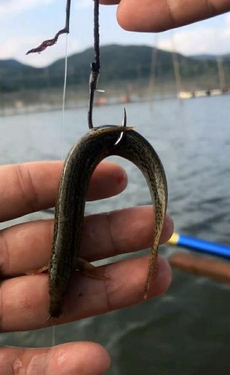 泥鰍釣魚視頻教程_釣魚泥鰍釣法違法 翹嘴魚泥鰍釣法危害 釣魚活餌泥鰍規定