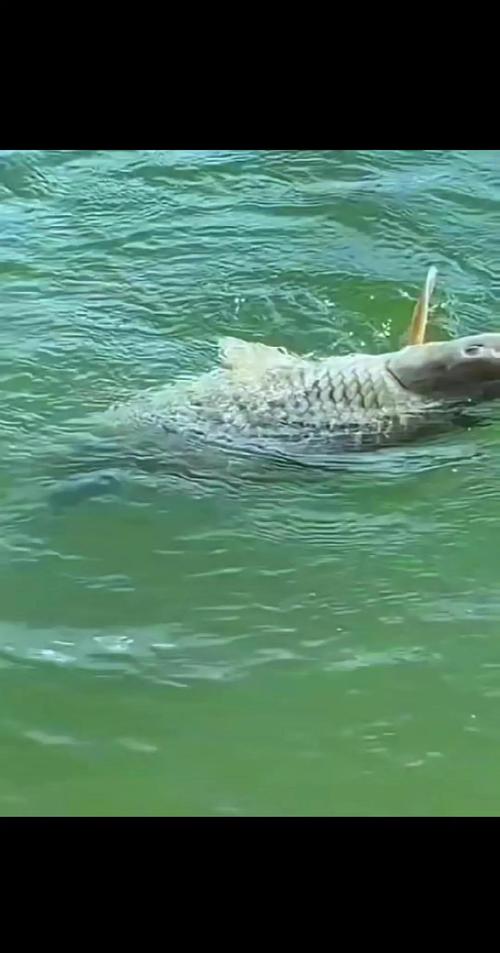 夏季黑坑釣草魚用什么餌料最好_黑坑釣草魚用什么餌料最好夏天_夏天黑坑釣草魚是釣底還是釣浮