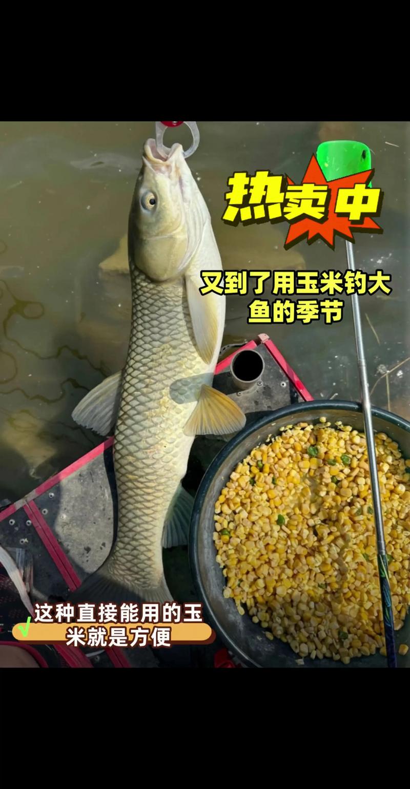 夏季黑坑釣草魚用什么餌料最好_黑坑釣草魚用什么餌料最好夏天_夏天黑坑釣草魚是釣底還是釣浮