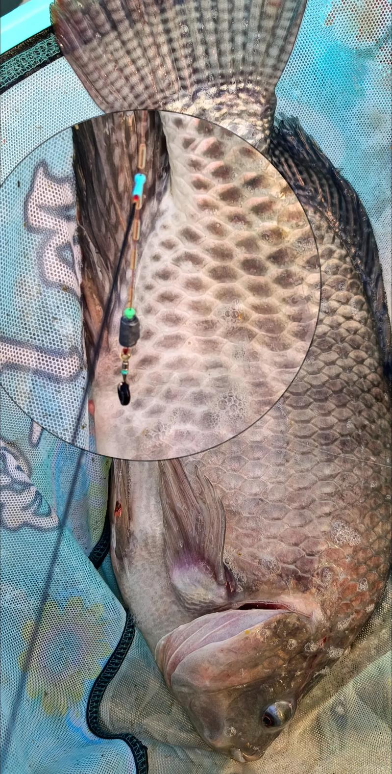 大羅非釣點選擇_野釣大羅非用什么餌好_羅非魚野釣攻略