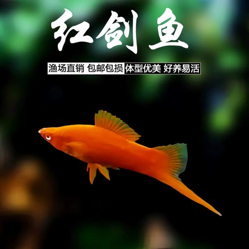 紅劍魚：熱帶水族常見觀賞魚，其外形與習性你了解多少？