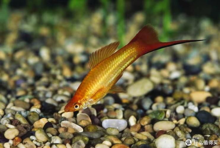 普通紅劍魚_紅劍魚的寓意_紅劍魚是什么魚