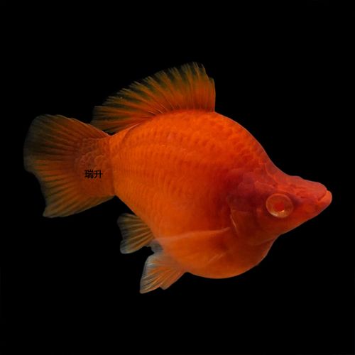 紅劍魚的寓意_紅劍魚是什么魚_普通紅劍魚