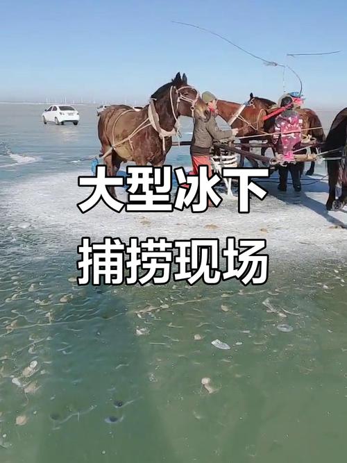 查干湖冬捕場面描寫_查干湖冬季捕魚_查干湖冬捕壯觀景象