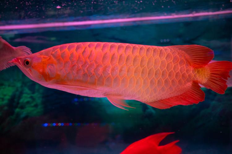 紅金龍魚是什么魚_紅色金龍魚_紅金龍魚是什么品種