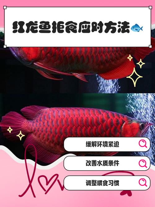 紅色金龍魚_紅金龍魚是什么魚_紅金龍魚是什么品種