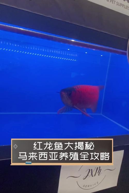 紅色金龍魚_紅金龍魚是什么魚_紅金龍魚是什么品種