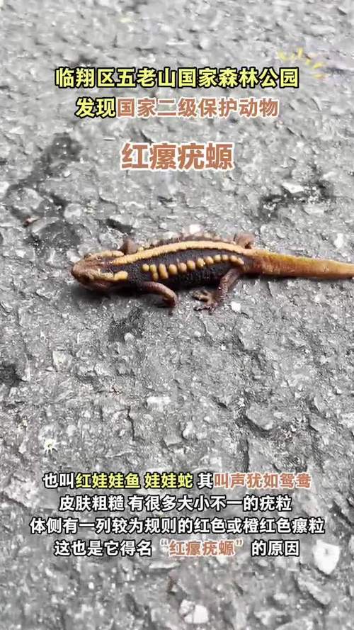 紅瘰疣螈是什么動物_云南紅瘰疣螈_紅瘰疣螈